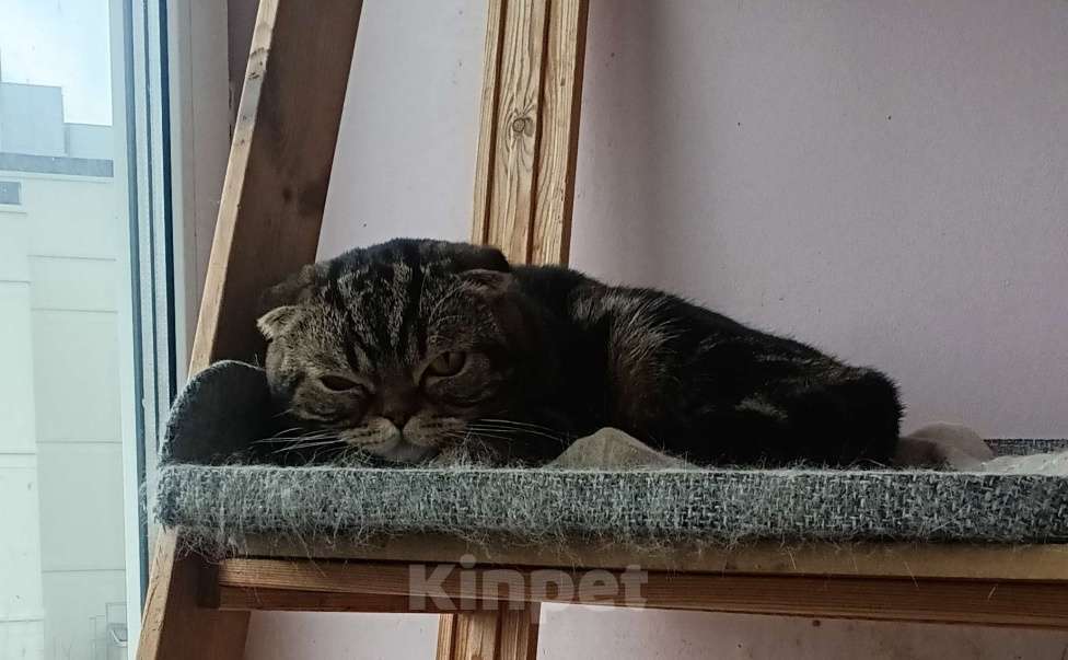 Кошки в Москве: Шотландский мраморный котик Мальчик, 8 000 руб. - фото 2