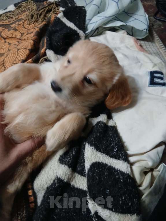 Собаки в Симферополе: Отдам щенка девочку в добрые руки Девочка, Бесплатно - фото 4