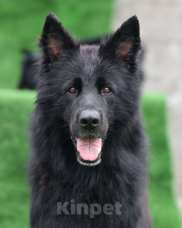 Собаки в Якутске: Щенок длинношерстной немецкой овчарки. Девочка, Бесплатно - фото 6