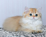 Кошки в Рыбинске: Британская длинношерстная  3 мес девочка .золото Девочка, 25 000 руб. - фото 2