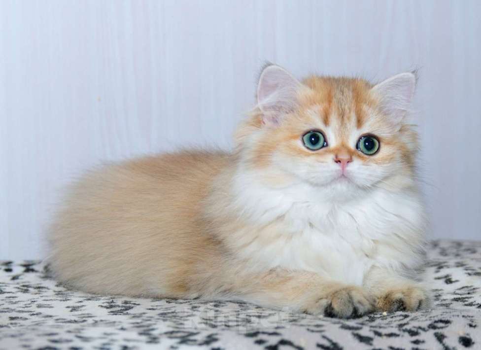 Кошки в Рыбинске: Британская длинношерстная  3 мес девочка .золото Девочка, 25 000 руб. - фото 2