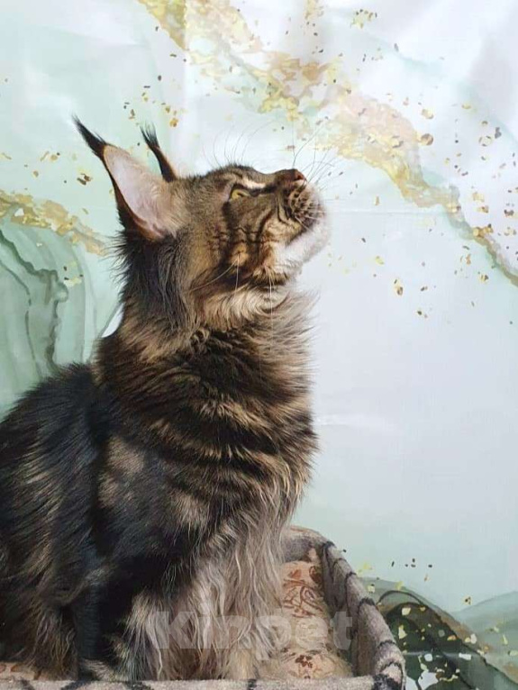 Кошки в Краснодаре: Нафаня Мальчик, 50 000 руб. - фото 5