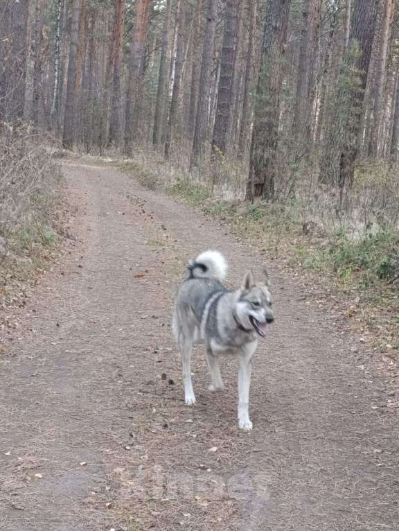 Собаки в Тюмени: Отдам в хорошие руки Мальчик, Бесплатно - фото 1