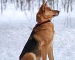 Собаки в Балашихе: Саливан — Хитрый Лис с сердцем из золота! Мальчик, Бесплатно - фото 7
