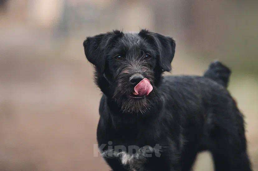 Собаки в Лосином-Петровском: Ненси якутенок Девочка, Бесплатно - фото 1
