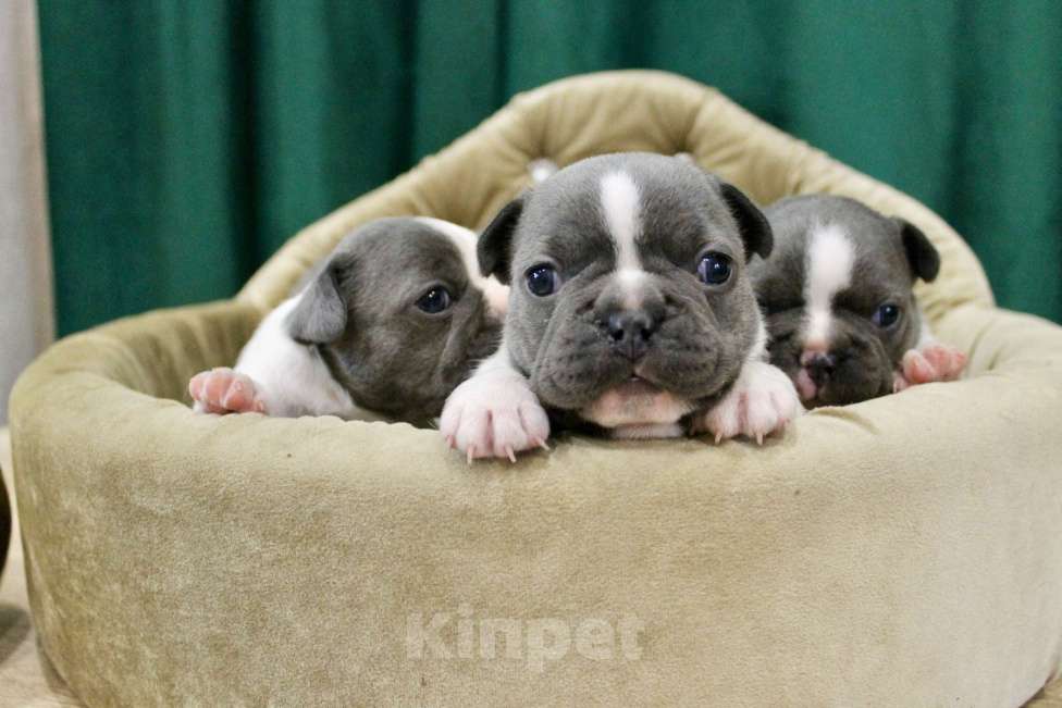Собаки в Москве: Французские бульдоги Девочка, 100 000 руб. - фото 5