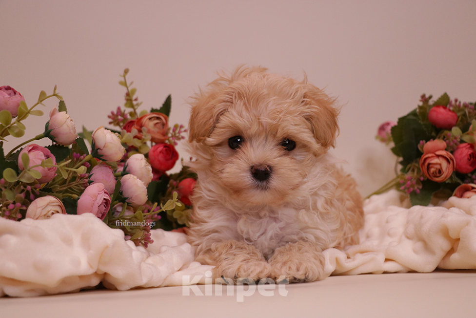 Собаки в Москве: Мальтипу F1 мини  Девочка, Бесплатно - фото 5