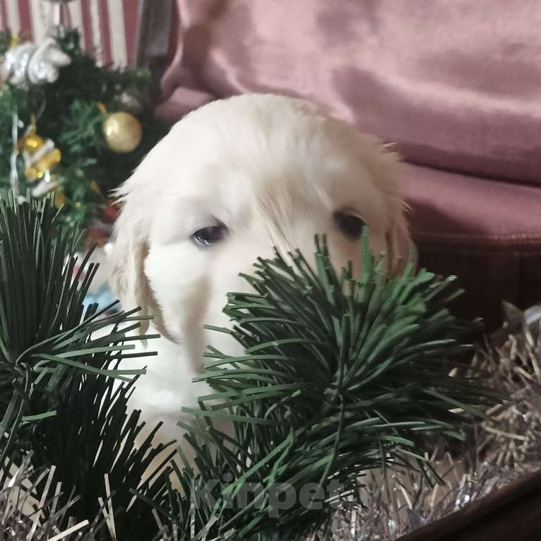 Собаки в Екатеринбурге: Щенок золотистого ретривера Мальчик, Бесплатно - фото 1