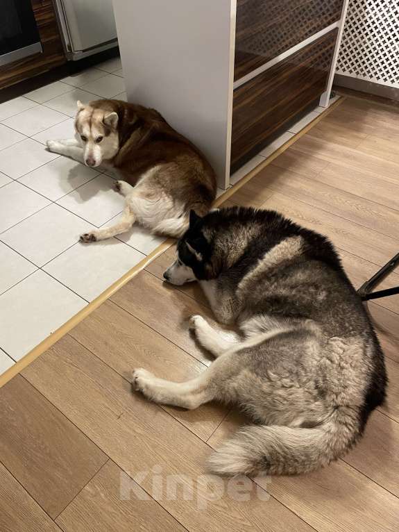 Собаки в Лукоянове: Сбежали братья-хаски Мальчик, 1 000 руб. - фото 1