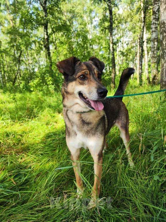 Собаки в Москве: Чаплин Мальчик, Бесплатно - фото 6