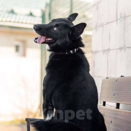 Собаки в Москве: Сева ищет семью Мальчик, Бесплатно - фото 2