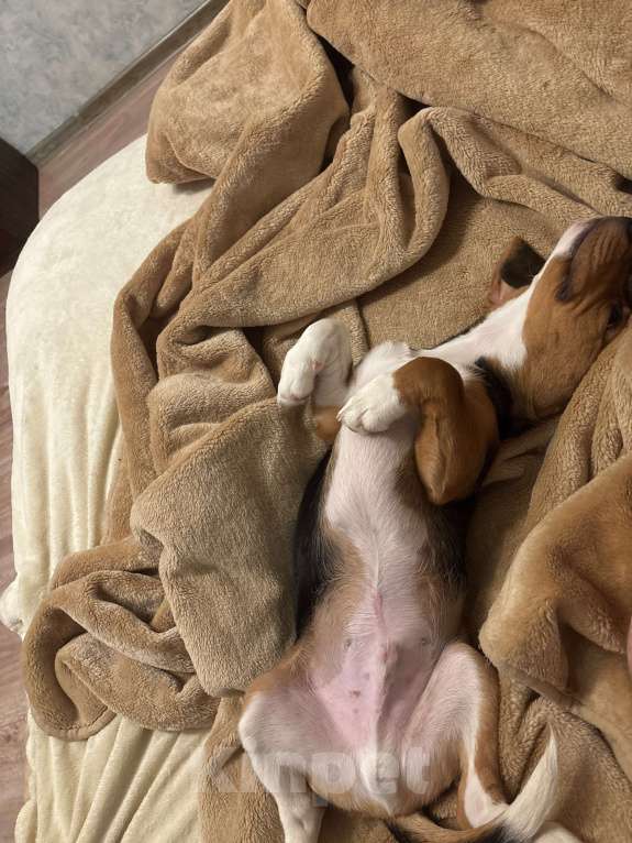 Собаки в Москве: Продам щенка 5 мес  Мальчик, 30 000 руб. - фото 5