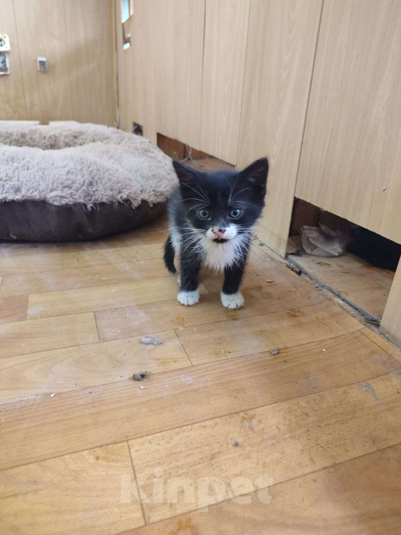 Кошки в Москве: Чери Девочка, Бесплатно - фото 5