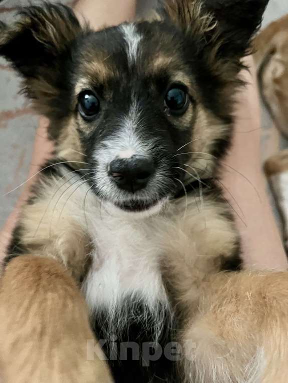 Собаки в Белом Калитве: Малышка в любящую семью Девочка, Бесплатно - фото 1