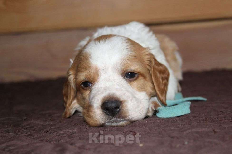 Собаки в Иркутске: Щенки французской легавой  Девочка, 50 руб. - фото 3