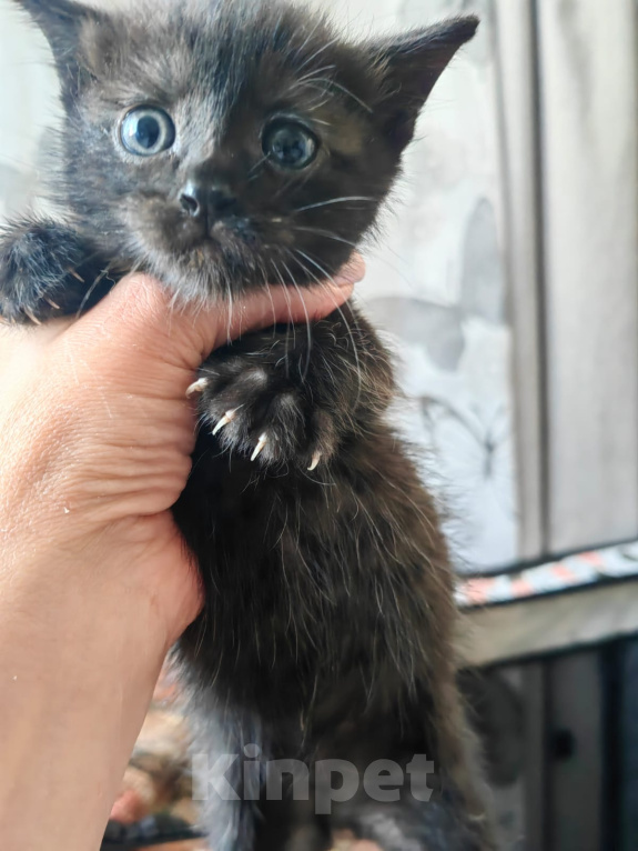 Кошки в Калуге: Котята в добрые ручки Мальчик, Бесплатно - фото 6