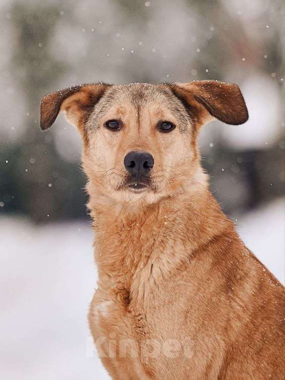 Собаки в Наро-Фоминске: Ярик якутенок Мальчик, Бесплатно - фото 3