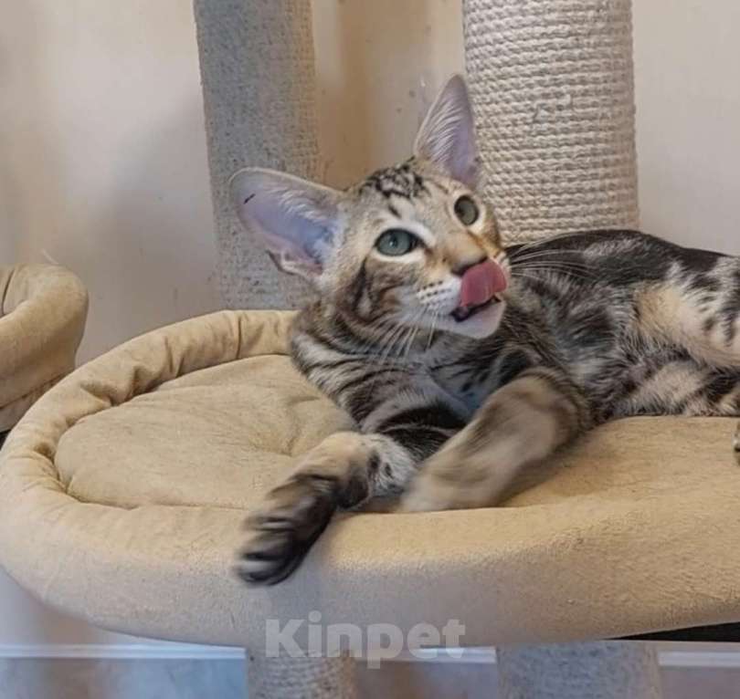 Кошки в Москве: Ориентальные котята Девочка, Бесплатно - фото 3