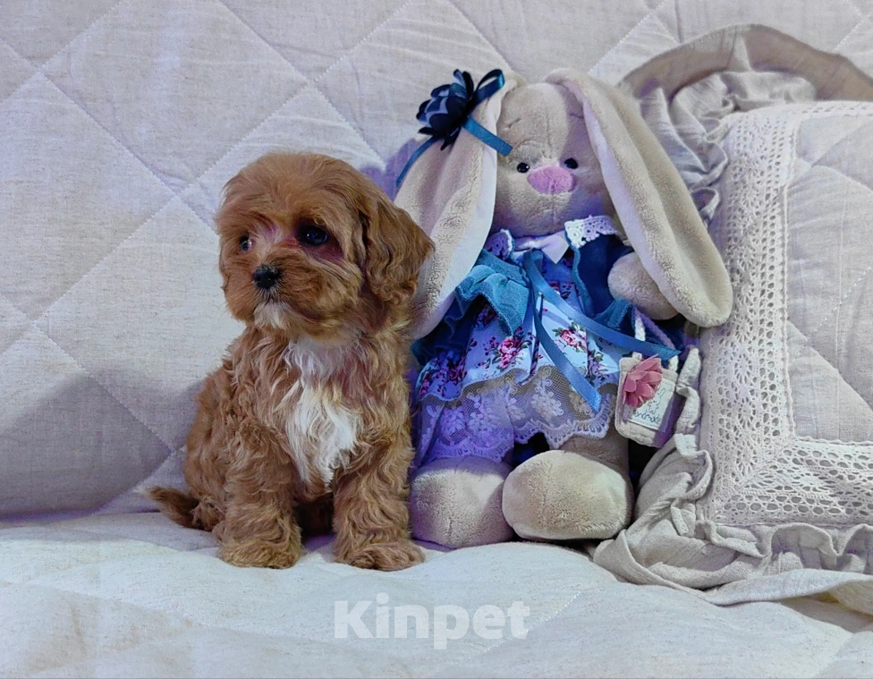 Собаки в Москве: Кавапу, щенок Мальчик, 85 000 руб. - фото 8