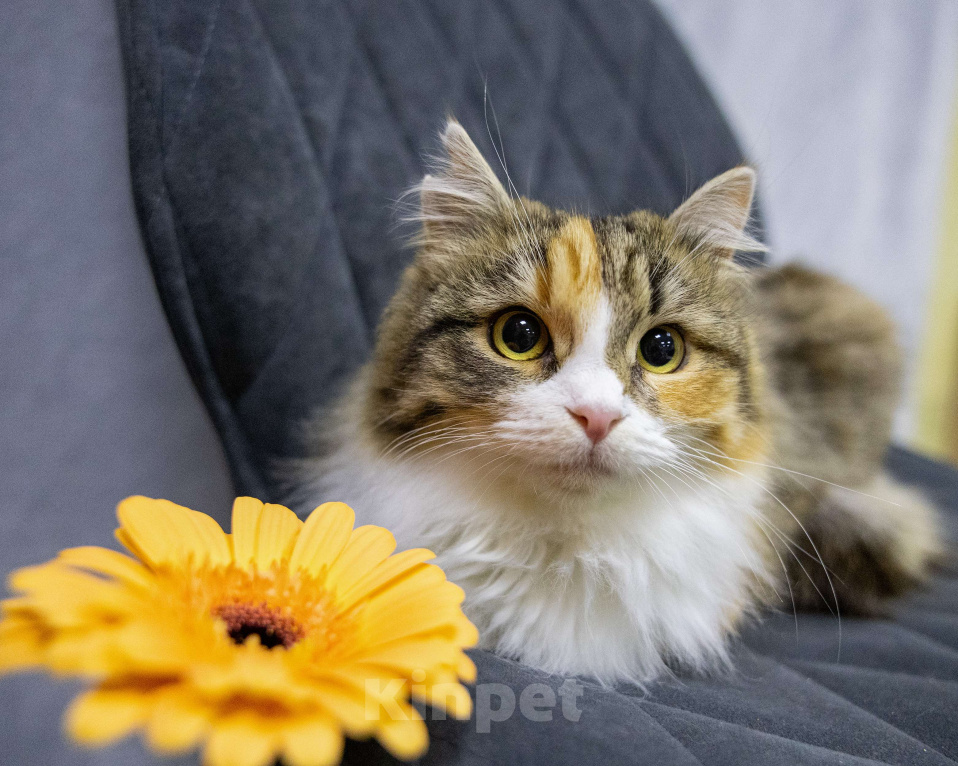 Кошки в Екатеринбурге: Фудзи особенная кошка ищет дом  Девочка, Бесплатно - фото 3