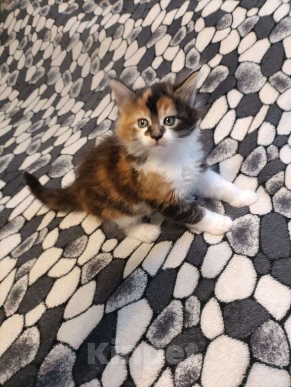 Кошки в других городах Новосибирской области: Котёнок Мейн-кун  Девочка, 18 000 руб. - фото 5