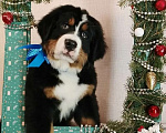 Собаки в Новосибирске: Бернский зенненхунд Мальчик, 150 000 руб. - фото 2