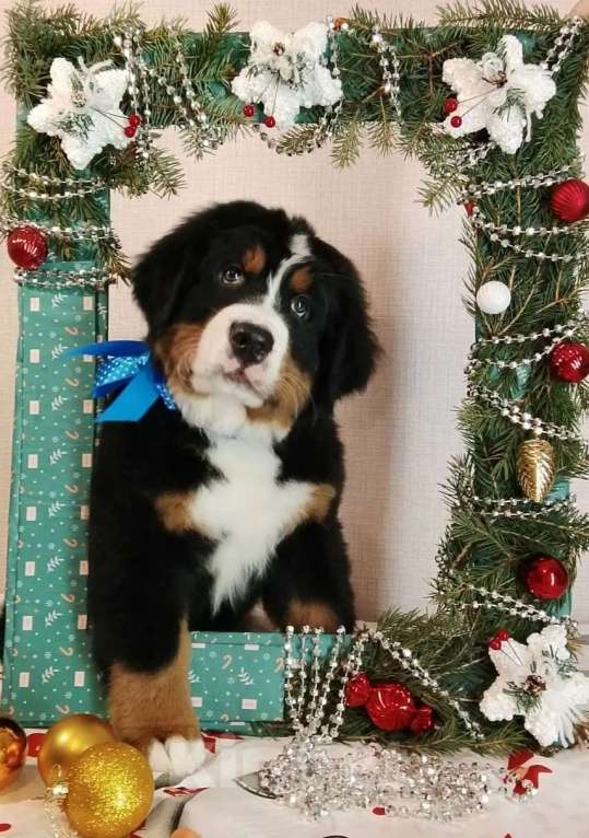 Собаки в Новосибирске: Бернский зенненхунд Мальчик, 150 000 руб. - фото 2