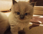 Кошки в Болхове: Невские МАСКАРАДНЫЕ котята, 15 000 руб. - фото 4