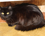 Кошки в Колпашево: Шикарная кошка персидской наружности ищет дом, 100 руб. - фото 4