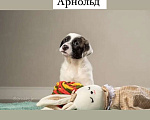Собаки в Москве: Три очаровательных щенка от домашней собаки ищут дом Мальчик, Бесплатно - фото 9
