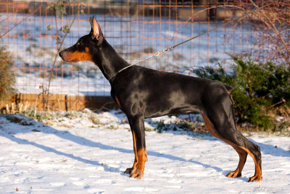 Собаки в Москве: Щенок доберман Девочка, 70 000 руб. - фото 9