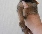 Собаки в Лобне: Щенки Бельгийский гриффон и пти брабансон  Мальчик, 1 руб. - фото 1