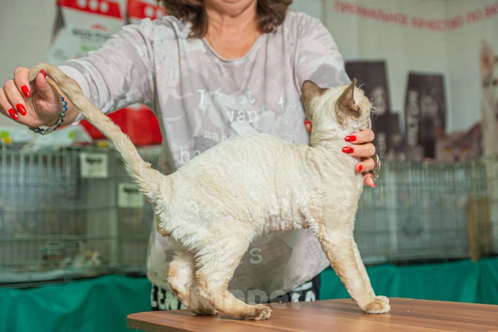 Кошки в Воронеже: Вязка девон-рекс Мальчик, 20 000 руб. - фото 3