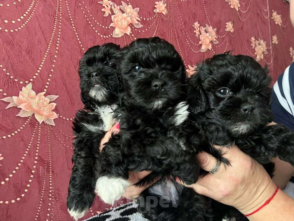 Собаки в других городах Курской области: Щенки ШИПУ  Девочка, 15 000 руб. - фото 4