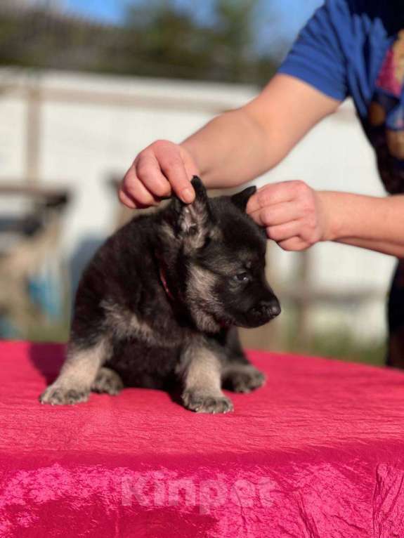 Собаки в других городах Ленинградской области: Сука ВЕО от Гордость Питера Церри Бой х Гроза Девочка, 40 000 руб. - фото 2
