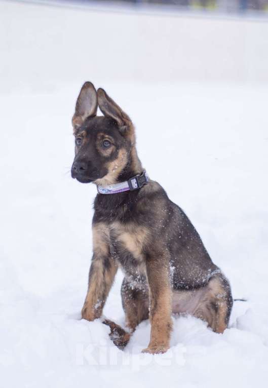 Собаки в Москве: Самая милая девочка в добрые ручки!! Девочка, Бесплатно - фото 5