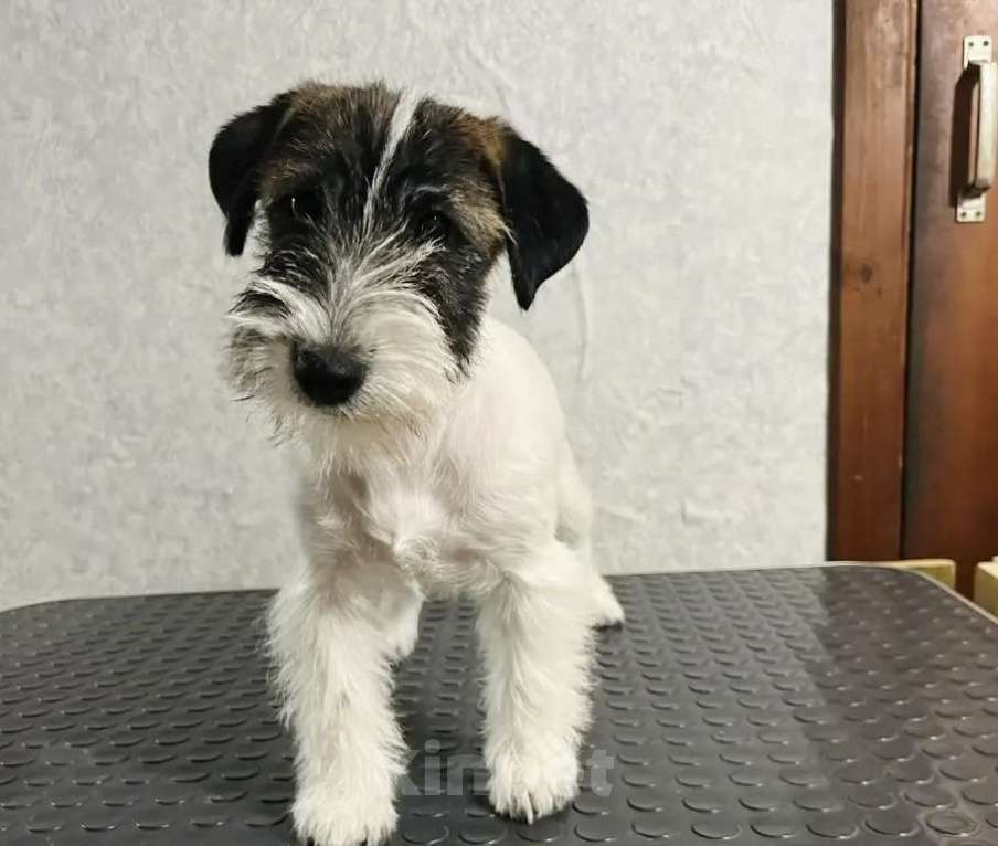 Собаки в Волгограде: Джек Рассел терьер Девочка, 30 000 руб. - фото 9