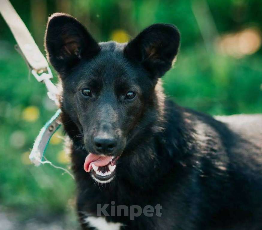 Собаки в Москве: Очаровательный подросток Тёма в добрые руки Мальчик, Бесплатно - фото 3