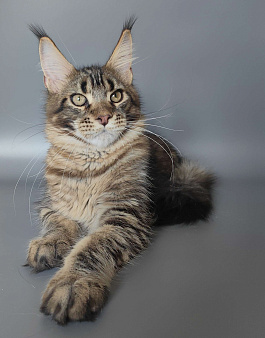 Котенок мейн-кун