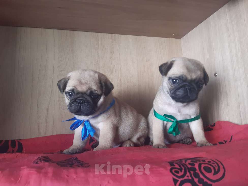 Собаки в Новосибирске: Мопсята ребята с документами РКФ Мальчик, 45 000 руб. - фото 4