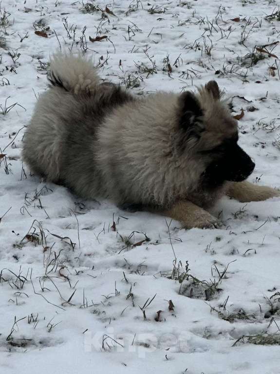 Собаки в Москве: Джоув Божественный Из Воронцовского Дворца  Мальчик, 50 000 руб. - фото 3
