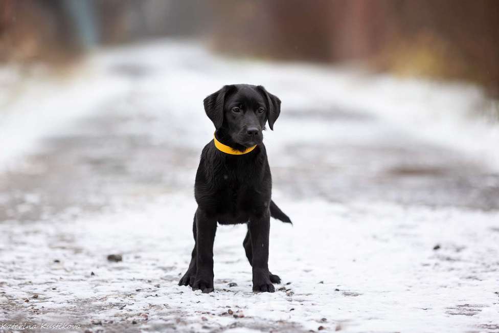 Собаки в Москве: Черный щенок лабрадора  Девочка, 50 000 руб. - фото 5
