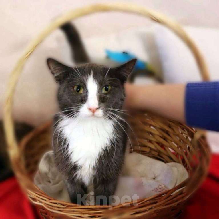 Кошки в Москве: ДымОК ищет дом Мальчик, Бесплатно - фото 2