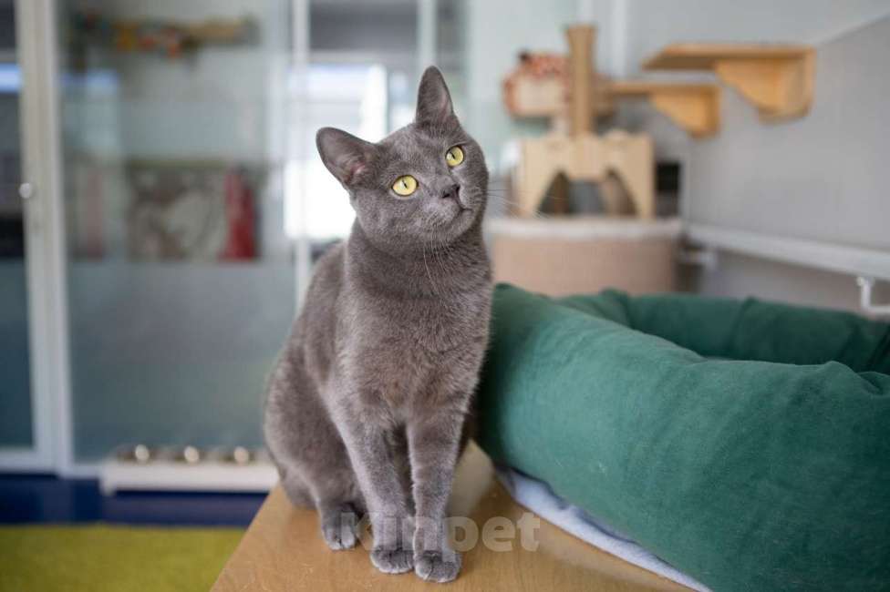 Кошки в Москве: Тео Мальчик, Бесплатно - фото 2