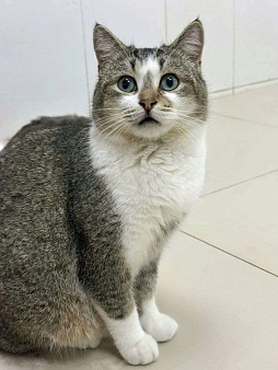 Марк ищет дом