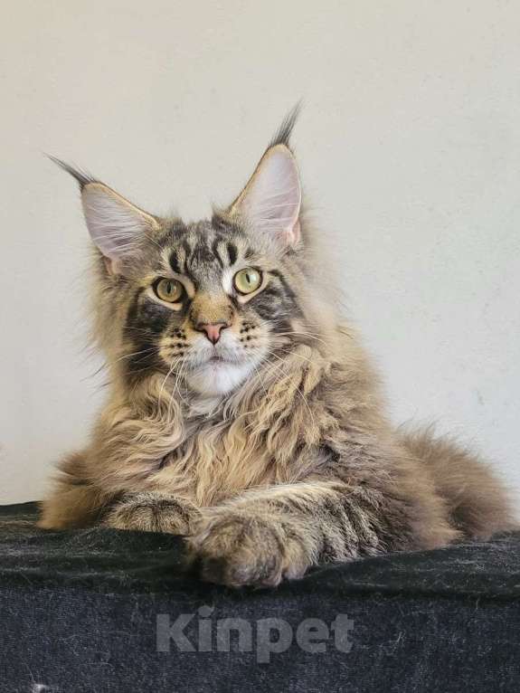 Кошки в Москве: Котенок мейн-кун  Мальчик, 60 000 руб. - фото 7