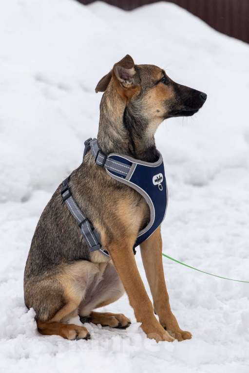 Собаки в Москве: Баксик ждёт свою заботливую семью Мальчик, Бесплатно - фото 7