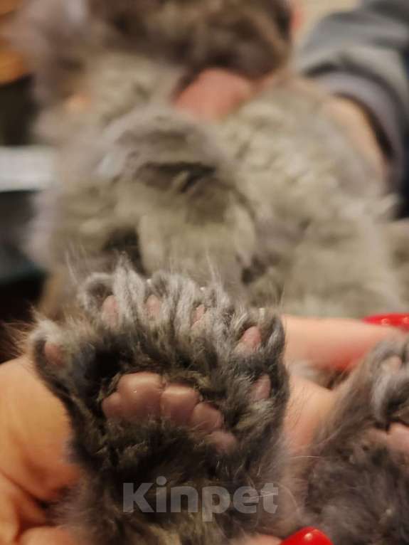 Кошки в Москве: Шикарные мейн куны. Мальчик, 50 000 руб. - фото 8