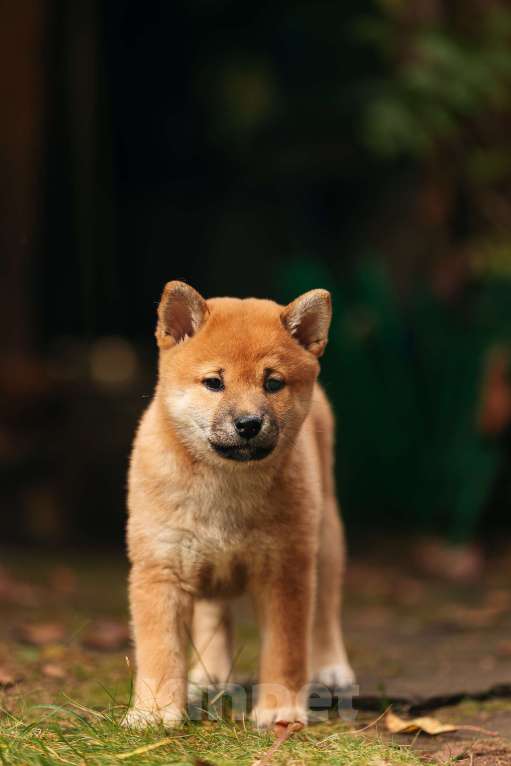 Собаки в Москве: Щенок девочка Сиба-ину ласковая и нежная Девочка, 65 000 руб. - фото 2