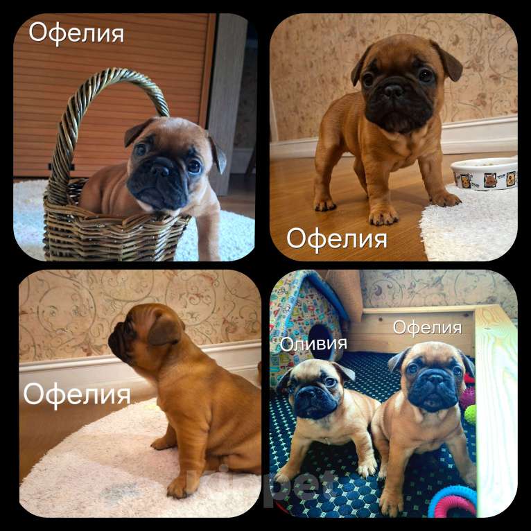 Собаки в Москве: Щенки французского бульдога Мальчик, 60 000 руб. - фото 4